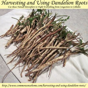 harvesting-dandelion-roots